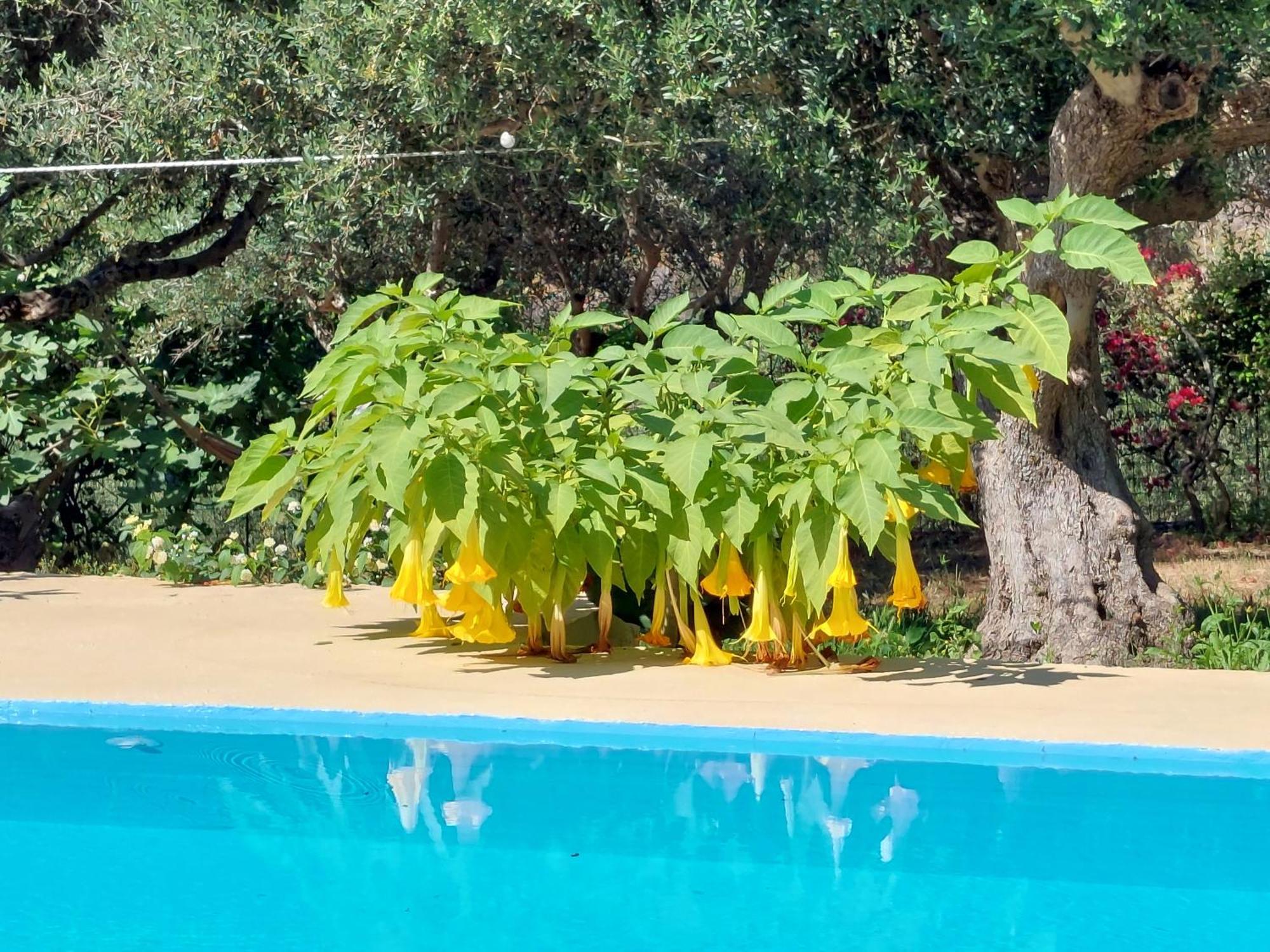 Sofiana Traditional Cretan Villa Dhrapanias Ruang foto