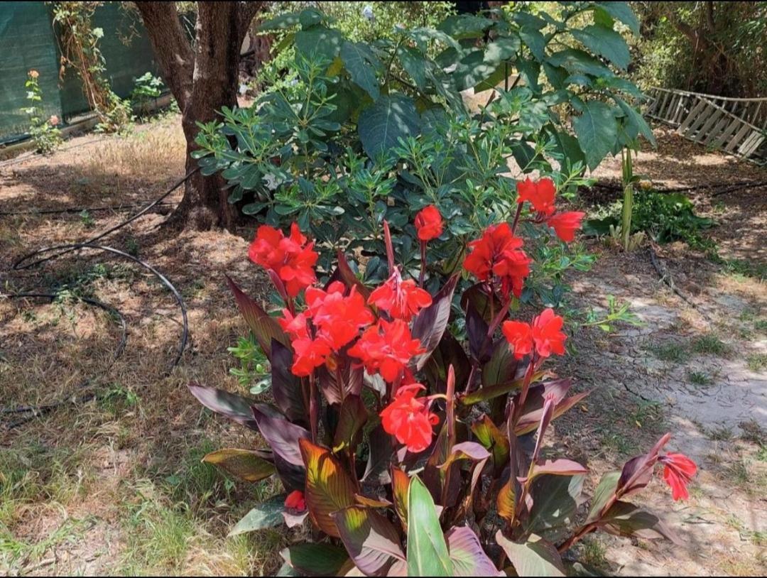 Sofiana Traditional Cretan Villa Dhrapanias Bagian luar foto