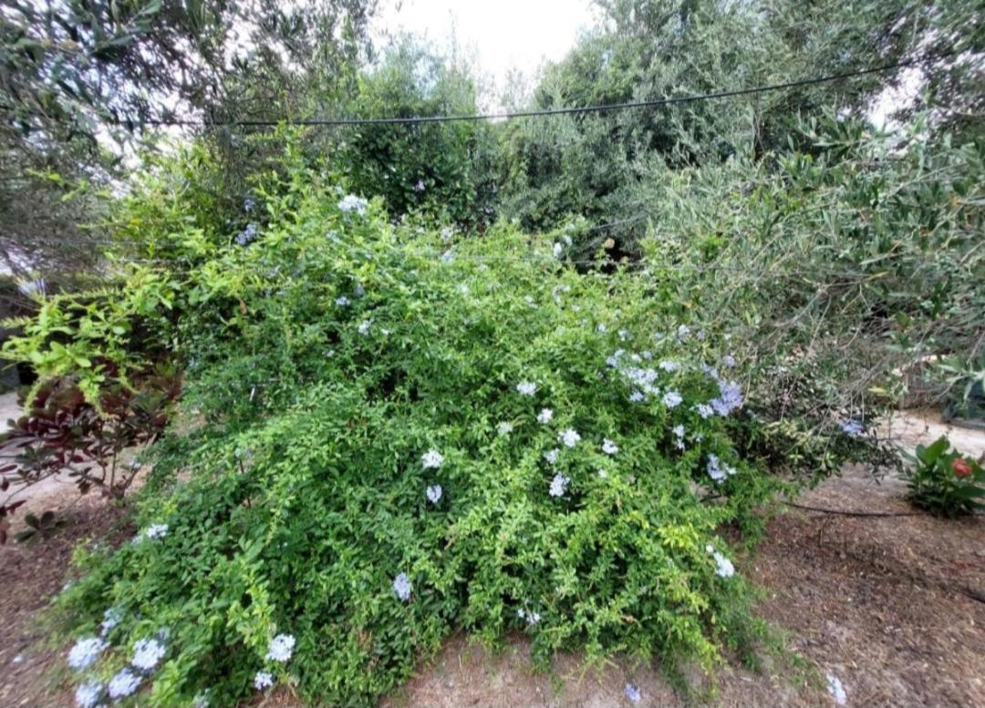 Sofiana Traditional Cretan Villa Dhrapanias Bagian luar foto